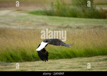 Bald Eagle schwebt über den Feldern der San Juan Island, Washington Stockfoto