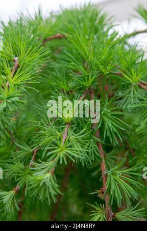 Junge Zweige der japanischen Lärche Larix kaempferi (STIFF WEEPER). Nahaufnahme. Details. Stockfoto