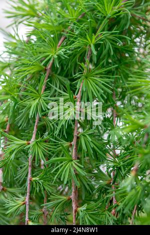 Junge Zweige der japanischen Lärche Larix kaempferi (STIFF WEEPER). Nahaufnahme. Details. Stockfoto