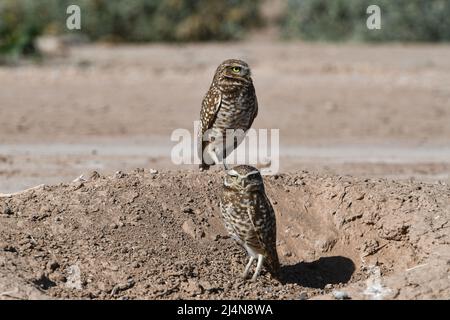 Grabende Eulen in der Nähe ihres Nestes im Imperial Valley von Kalifornien Stockfoto