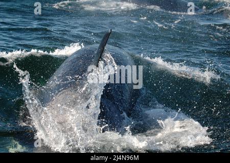 Die im Süden lebende Orca schwimmt schnell vor der Küste von San Juan Island, Washington Stockfoto