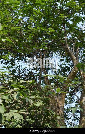 Lagerstroemia parviflora, allgemein bekannt als Crape Myrtle oder Sidha. Zoologischer Garten, Alipore, Kalkutta, Westbengalen, Indien. Stockfoto