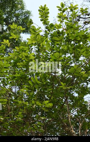 Lagerstroemia parviflora, allgemein bekannt als Crape Myrtle oder Sidha. Zoologischer Garten, Alipore, Kalkutta, Westbengalen, Indien. Stockfoto