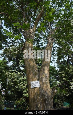 Lagerstroemia parviflora, allgemein bekannt als Crape Myrtle oder Sidha. Zoologischer Garten, Alipore, Kalkutta, Westbengalen, Indien. Stockfoto