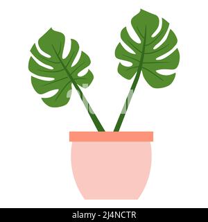 Monstera mit zwei großen Blättern in rosa runder Keramikvase. Geeignet zum Dekorieren von Notizbüchern, zum Erstellen von Aufklebern, für Web isoliert auf weißem Hintergrund. Hausdekor-Konzept. Vektorgrafik Stock Vektor