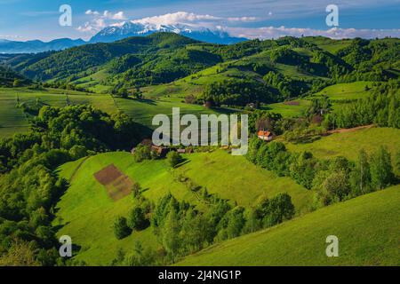 Herrliche Sommerlandschaft mit grünen Wiesen und landwirtschaftlichen Ackerland auf den Hängen, hohe schneebedeckte Berge im Hintergrund, Holbav Dorf, Siebenbürgen, Stockfoto
