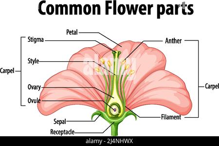 Diagramm mit der Abbildung von üblichen Blumenteilen Stock Vektor