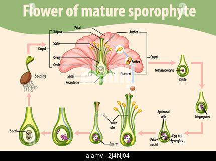 Diagramm mit der Blume des reifen Sporophyten Illustration Stock Vektor