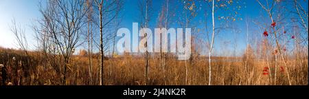 Panorama des Herbstbaums auf einem großen Rasen. Stockfoto