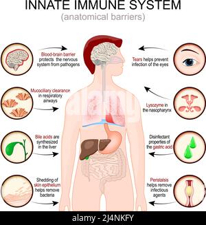 Angeborenes Immunsystem. Anatomische Barrieren. Mann Silhouette mit inneren Organen. Die Blut-Hirn-Schranke schützt das Nervensystem vor Krankheitserregern. Stock Vektor