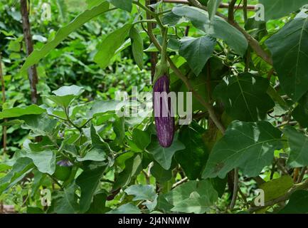 Eine lange violette Aubergine hängt an einem Zweig der Aubergine im Garten Stockfoto