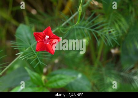 Nahaufnahme einer roten Trompetenblume einer Zypressenrebe (Ipomoea quamoclit) Stockfoto