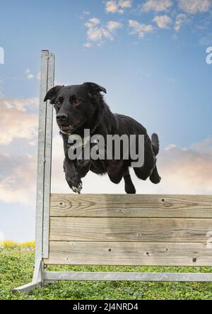 Training für einen Border Collie auf einem Zaun für Gehorsamkeitsdisziplin Stockfoto
