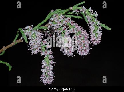 Tamariskenbaum (tamarix ramosissima), der aus nächster Nähe blüht Stockfoto