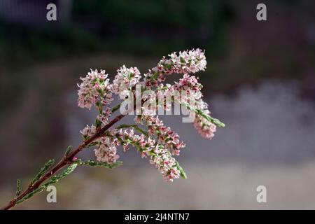 Tamariskenbaum (tamarix ramosissima), der aus nächster Nähe blüht Stockfoto