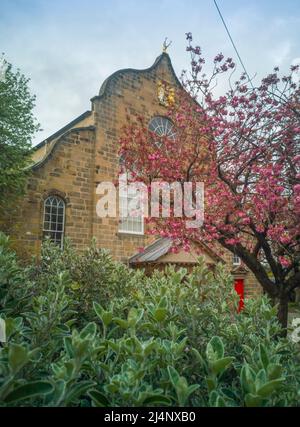 Canongate Kirk, Canongate, Royal Mile, Edinburgh, Großbritannien. 16. April 2022. VEREINIGTES KÖNIGREICH. Wetter. Die rosa Kirschblüte blüht vor den Eingangstoren des Canongate Kiek an der Royal Mile in Edinburgh. Der Kirk of the Canongate, oder Canongate Kirk, dient der Pfarrei Canongate in der Altstadt von Edinburgh in Schottland. Es ist eine Gemeinde der Church of Scotland. Die Gemeinde umfasst den Palast von Holyroodhouse und das schottische Parlament. Quelle: phil wilkinson/Alamy Live News Stockfoto