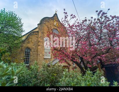 Canongate Kirk, Canongate, Royal Mile, Edinburgh, Großbritannien. 16. April 2022. VEREINIGTES KÖNIGREICH. Wetter. Die rosa Kirschblüte blüht vor den Eingangstoren des Canongate Kiek an der Royal Mile in Edinburgh. Der Kirk of the Canongate, oder Canongate Kirk, dient der Pfarrei Canongate in der Altstadt von Edinburgh in Schottland. Es ist eine Gemeinde der Church of Scotland. Die Gemeinde umfasst den Palast von Holyroodhouse und das schottische Parlament. Quelle: phil wilkinson/Alamy Live News Stockfoto