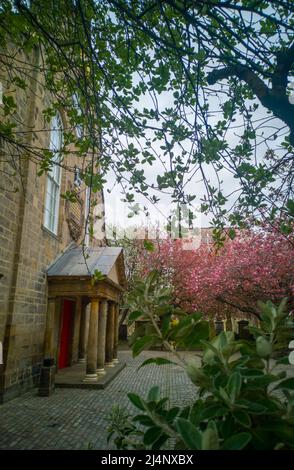 Canongate Kirk, Canongate, Royal Mile, Edinburgh, Großbritannien. 16. April 2022. VEREINIGTES KÖNIGREICH. Wetter. Die rosa Kirschblüte blüht vor den Eingangstoren des Canongate Kiek an der Royal Mile in Edinburgh. Der Kirk of the Canongate, oder Canongate Kirk, dient der Pfarrei Canongate in der Altstadt von Edinburgh in Schottland. Es ist eine Gemeinde der Church of Scotland. Die Gemeinde umfasst den Palast von Holyroodhouse und das schottische Parlament. Quelle: phil wilkinson/Alamy Live News Stockfoto