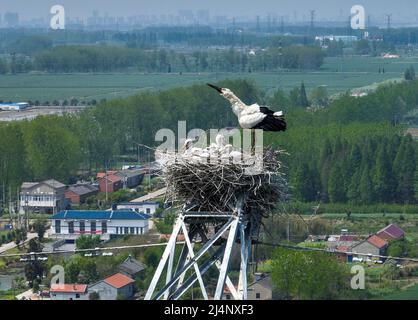 HUAI'AN, CHINA - 17. APRIL 2022 - Ein Paar orientalischer Weißstörche kümmert sich auf einem Stromübertragungsturm in Yintu T um vier junge Vögel in ihrem Nest Stockfoto