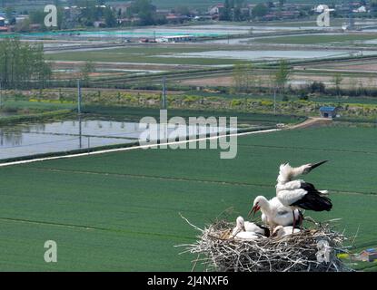 HUAI'AN, CHINA - 17. APRIL 2022 - Ein Paar orientalischer Weißstörche kümmert sich auf einem Stromübertragungsturm in Yintu T um vier junge Vögel in ihrem Nest Stockfoto