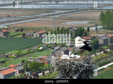 HUAI'AN, CHINA - 17. APRIL 2022 - Ein Paar orientalischer Weißstörche kümmert sich auf einem Stromübertragungsturm in Yintu T um vier junge Vögel in ihrem Nest Stockfoto