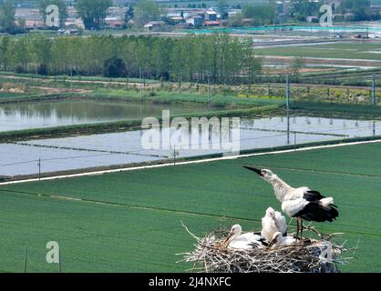 HUAI'AN, CHINA - 17. APRIL 2022 - Ein Paar orientalischer Weißstörche kümmert sich auf einem Stromübertragungsturm in Yintu T um vier junge Vögel in ihrem Nest Stockfoto