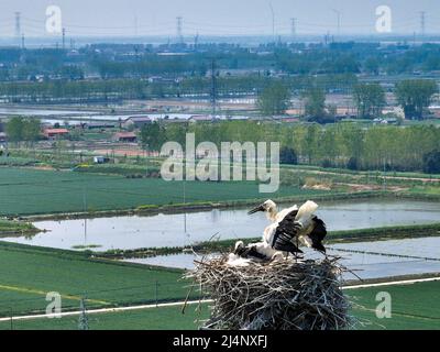 HUAI'AN, CHINA - 17. APRIL 2022 - Ein Paar orientalischer Weißstörche kümmert sich auf einem Stromübertragungsturm in Yintu T um vier junge Vögel in ihrem Nest Stockfoto