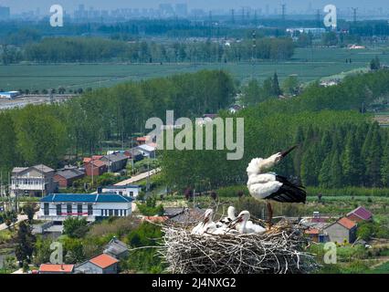 HUAI'AN, CHINA - 17. APRIL 2022 - Ein Paar orientalischer Weißstörche kümmert sich auf einem Stromübertragungsturm in Yintu T um vier junge Vögel in ihrem Nest Stockfoto