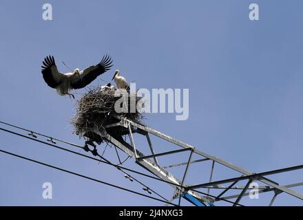 HUAI'AN, CHINA - 17. APRIL 2022 - Ein Paar orientalischer Weißstörche kümmert sich auf einem Stromübertragungsturm in Yintu T um vier junge Vögel in ihrem Nest Stockfoto