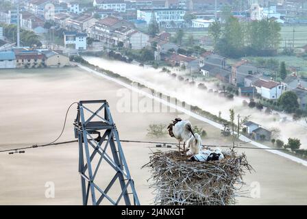 HUAI'AN, CHINA - 17. APRIL 2022 - Ein Paar orientalischer Weißstörche kümmert sich auf einem Stromübertragungsturm in Yintu T um vier junge Vögel in ihrem Nest Stockfoto