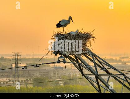 HUAI'AN, CHINA - 17. APRIL 2022 - Ein Paar orientalischer Weißstörche kümmert sich auf einem Stromübertragungsturm in Yintu T um vier junge Vögel in ihrem Nest Stockfoto