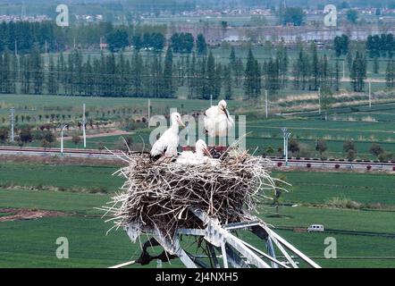 HUAI'AN, CHINA - 17. APRIL 2022 - Ein Paar orientalischer Weißstörche kümmert sich auf einem Stromübertragungsturm in Yintu T um vier junge Vögel in ihrem Nest Stockfoto