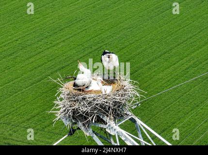 HUAI'AN, CHINA - 17. APRIL 2022 - Ein Paar orientalischer Weißstörche kümmert sich auf einem Stromübertragungsturm in Yintu T um vier junge Vögel in ihrem Nest Stockfoto