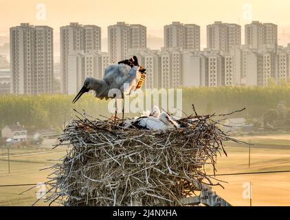 HUAI'AN, CHINA - 17. APRIL 2022 - Ein Paar orientalischer Weißstörche kümmert sich auf einem Stromübertragungsturm in Yintu T um vier junge Vögel in ihrem Nest Stockfoto