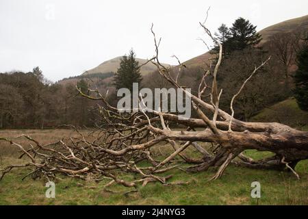 Blick auf den Loweswater Lake im Lake District in Allerdale, Cumbria in Großbritannien Stockfoto