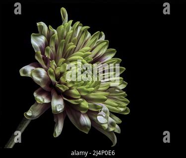 Chrysantheme mit Wassertropfen Stockfoto