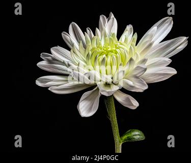 Weiße Chrysantheme Stockfoto