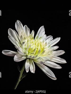 Weiße Chrysantheme mit Wassertropfen Stockfoto