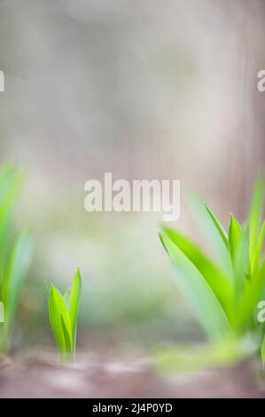 Allium-Blätter tauchen vom Boden auf. Frühling im Garten. Selektiver Fokus und geringe Schärfentiefe. Stockfoto