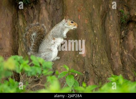 Graues Eichhörnchen, Wissenschaftlicher Name: Sciurus Carolinensis. Alarmiert und wachsam Eichhörnchen, nach rechts gewandt und stand auf Hinterbeinen unter einem großen Eibenbaum. Kopieren Stockfoto