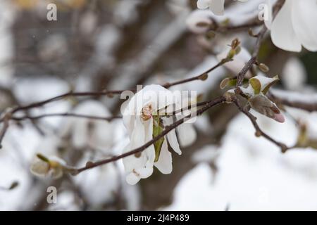Regensburg, Deutschland - 02.. April 2022: Magnolienblüten bedeckt mit aprilschnee. Hochwertige Fotos Stockfoto