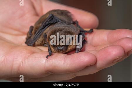 Nahaufnahme eines Paares von Zwergfledermäusen (Pipistrellus pipistrellus), die von einer menschlichen Hand skaliert wurden Stockfoto