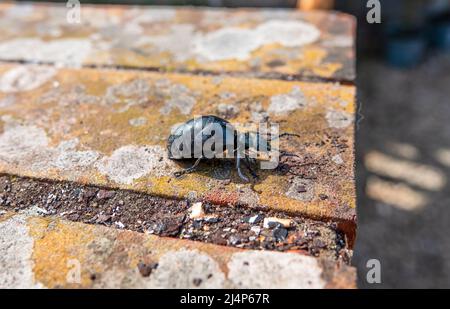 Nahaufnahme des sehr seltenen Europäischen Ölkäfer (Meloe proscarabaeus), auch bekannt als Blisterkäfer Stockfoto