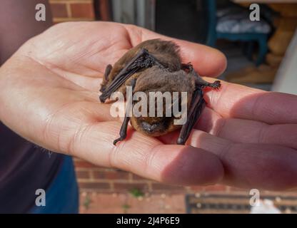 Nahaufnahme eines Paares von Zwergfledermäusen (Pipistrellus pipistrellus), die von einer menschlichen Hand skaliert wurden Stockfoto