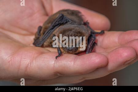 Nahaufnahme eines Paares von Zwergfledermäusen (Pipistrellus pipistrellus), die von einer menschlichen Hand skaliert wurden Stockfoto