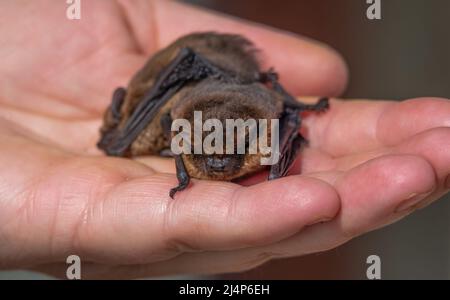 Nahaufnahme eines Paares von Zwergfledermäusen (Pipistrellus pipistrellus), die von einer menschlichen Hand skaliert wurden Stockfoto