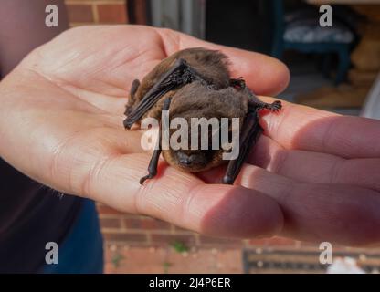 Nahaufnahme eines Paares von Zwergfledermäusen (Pipistrellus pipistrellus), die von einer menschlichen Hand skaliert wurden Stockfoto