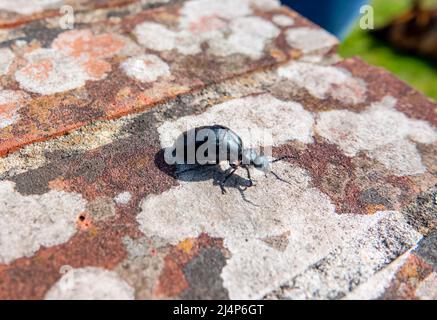 Nahaufnahme des sehr seltenen Europäischen Ölkäfer (Meloe proscarabaeus), auch bekannt als Blisterkäfer Stockfoto