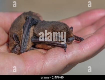 Nahaufnahme eines Paares von Zwergfledermäusen (Pipistrellus pipistrellus), die von einer menschlichen Hand skaliert wurden Stockfoto