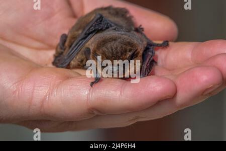 Nahaufnahme eines Paares von Zwergfledermäusen (Pipistrellus pipistrellus), die von einer menschlichen Hand skaliert wurden Stockfoto